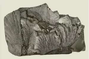 Lire la suite à propos de l’article Shungite et orgonite: quels liens et quelles utilisations?